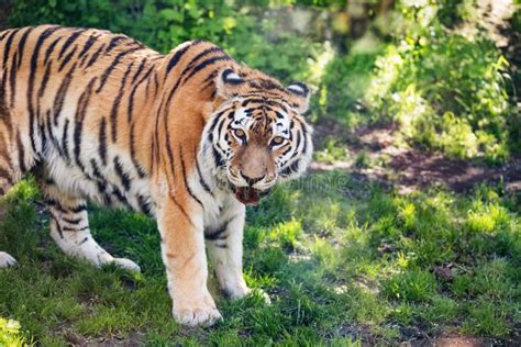 Zdjęcie tygrysa w lesie, nawiązujące do incydentu na granicy słowacko-ukraińskiej