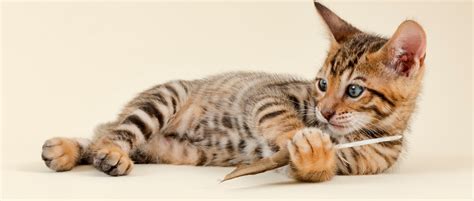 Zblizzenie na kota rasy Toyger, pokazujące charakterystyczne umaszczenie