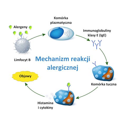 Infografika: Mechanizm reakcji alergicznej z udziałem przeciwciał IgE