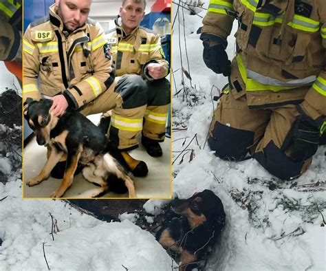 zdjęcie strażaków ratujących psa z przepustu