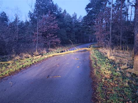 zdjęcie przedstawiające powalone drzewo na drodze