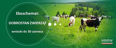 Ilustracja symbolizująca dobrostan zwierząt i ochronę