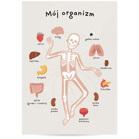 Ilustracja przedstawiająca schemat ciała ludzkiego z zaznaczonymi układami i narządami podlegającymi badaniom lekarskim w OSP.