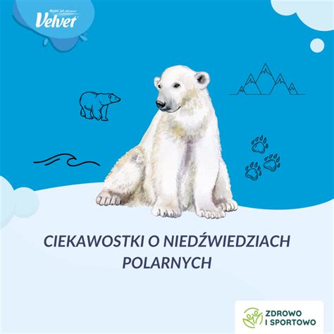 infografika porównująca rozmiary niedźwiedzi polarnych i innych drapieżników lądowych