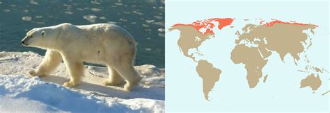 mapa zasięgu występowania niedźwiedzia polarnego i obszarów topniejącego lodu morskiego