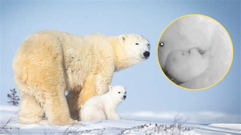 zdjęcie niedźwiedzi polarnych w ogrodzie zoologicznym