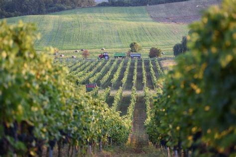 Widok na winnicę w okolicy gminy Miękinia