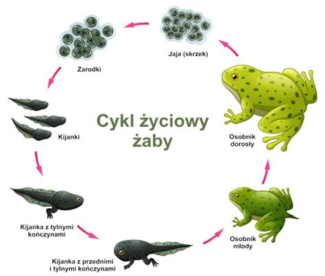 schemat pokazujący wpływ temperatury i soli na cykl życiowy pasożyta ospy