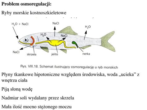 infografika przedstawiająca mechanizm osmoregulacji u ryb