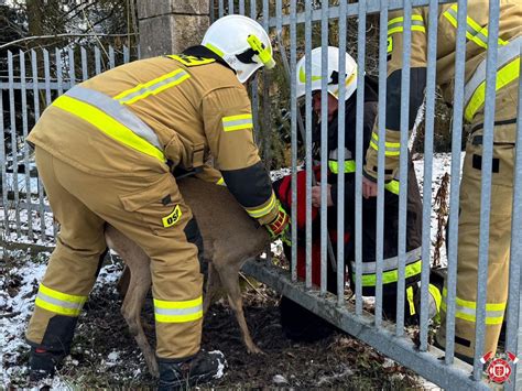 Strażacy OSP Garbów ratujący dzikie zwierzę uwięzione w ogrodzeniu