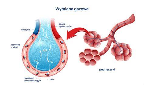 Infografika przedstawiająca ewolucję wysypki ospowej: od plamek, przez pęcherzyki, do strupków