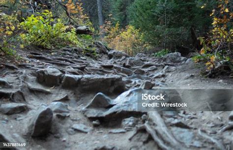 zdjęcie suchego, spękanego gruntu w lesie