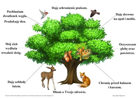 Infografika przedstawiająca różne rodzaje rzazów przy ścince drzewa