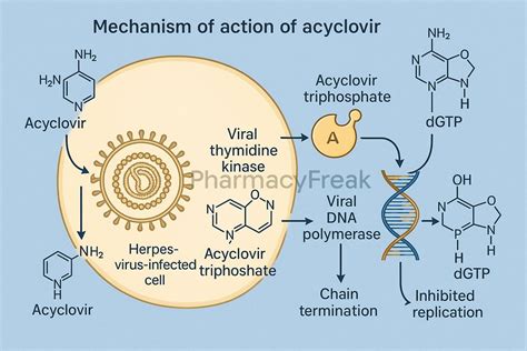 Infographic showing the mechanism of action of Acyclovir on viral DNA replication.