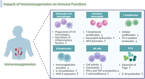 Image showing different types of immune cells and how immunosuppression can affect them.