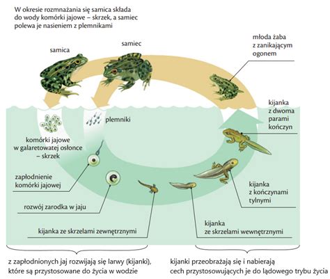 schemat cyklu rozwojowego kulorzęska podnabłonkowego
