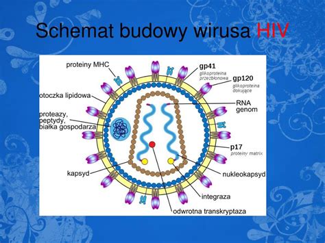 schemat budowy wirusa Coxsackie