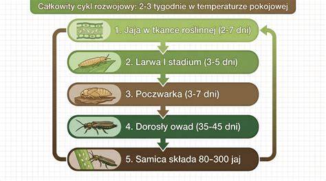 Infografika przedstawiająca cykl rozwojowy wykwitu ospy: od plamki przez pęcherzyk do strupka