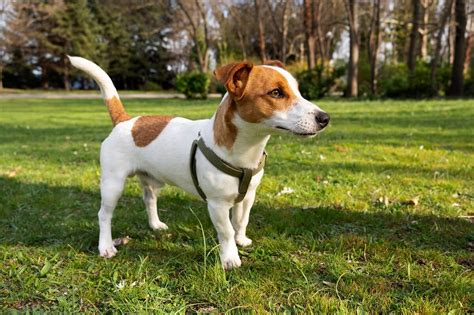 Zdjęcie Karoliny Korwin Piotrowskiej z psem rasy Jack Russell Terrier