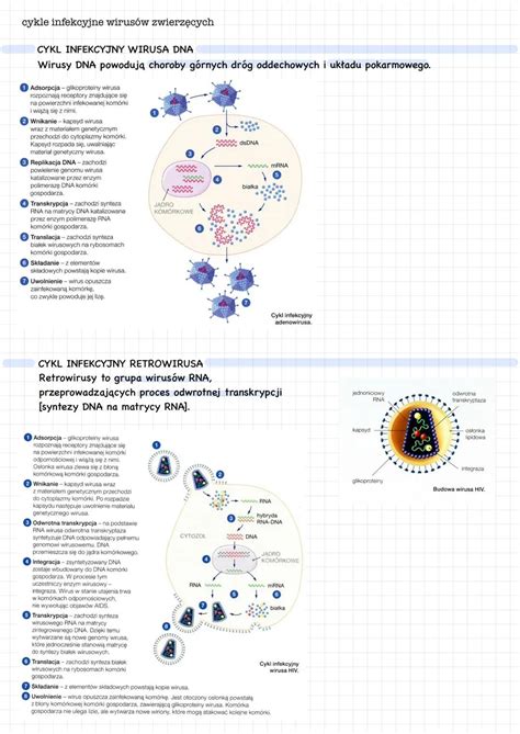infografika przedstawiająca cykl życia wirusa VZV w organizmie człowieka, od zakażenia pierwotnego (ospa) do reaktywacji (półpasiec)
