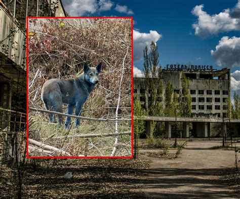 Zmutowane rośliny w strefie Czarnobyla