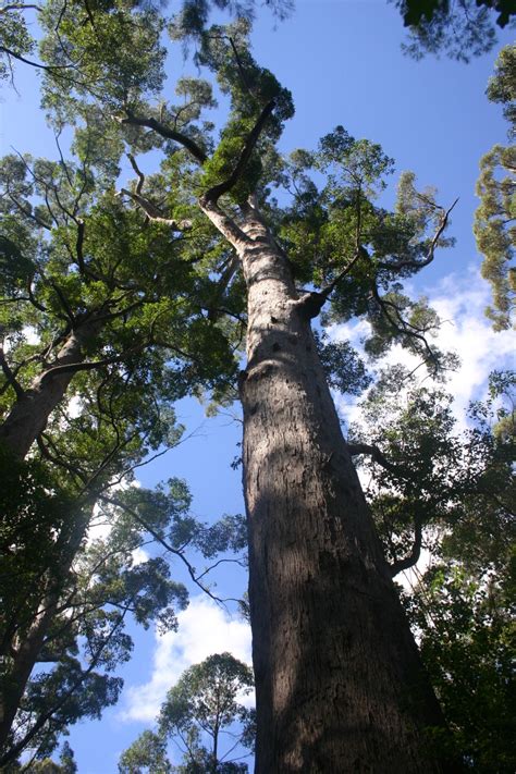 Drzewo Eucalyptus jacksonii w Alei Gigantów