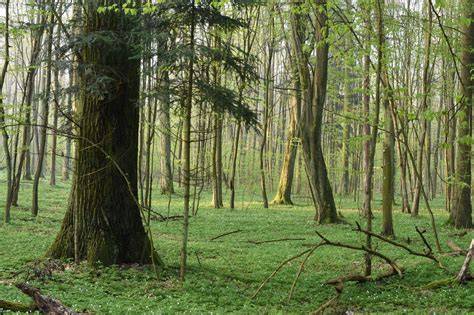 zdjęcie lasu chaparral z uschniętymi drzewami