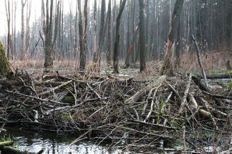 Zniszczony pożarem las lub łąka