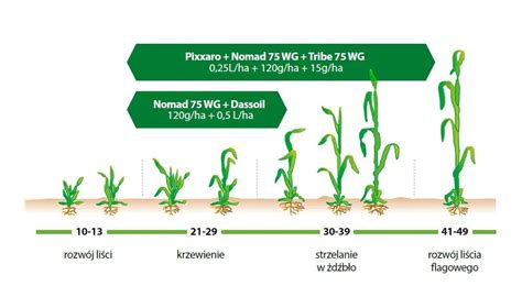 schemat przedstawiający rozkład przeciętnych plonów pszenicy ozimej w Polsce według województw