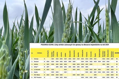 infografika porównująca wymagania pokarmowe pszenicy ozimej dla różnych poziomów plonowania