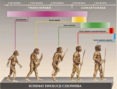 Schemat ewolucji koła: od drewnianego kręgu po współczesne konstrukcje szprychowe