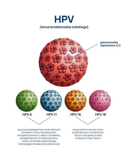 infografika przedstawiająca wirusa VZV i drogi jego przenoszenia