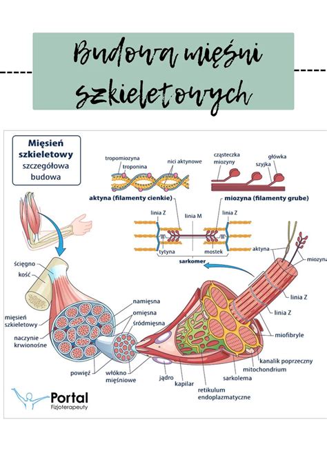 Grafika przedstawiająca schemat rozwoju mięśni lub sylwetki.