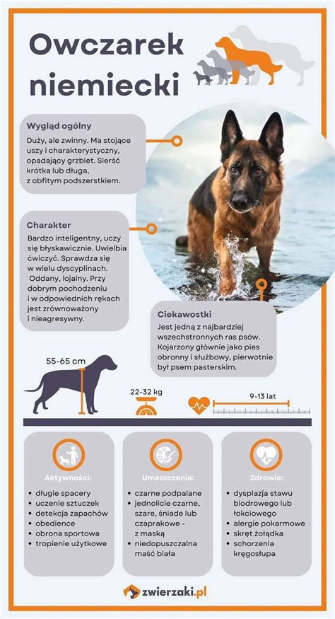 Infografika: Ciekawostki o psach