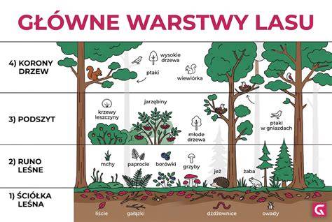 Infografika obrazująca proces degradacji ekosystemu: od nienaruszonego lasu po przekształcenie w suchy busz wskutek pożarów