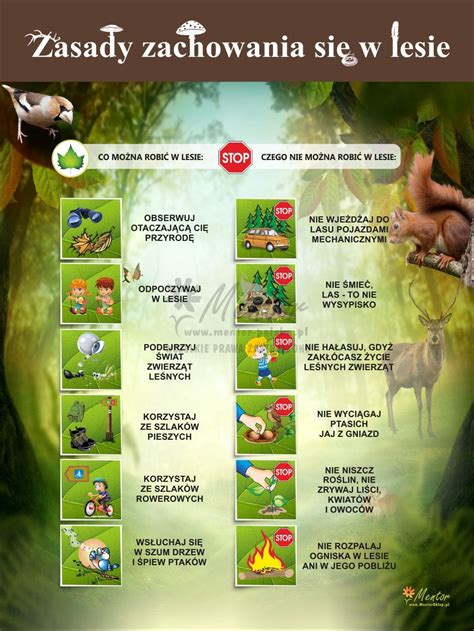 infografika przedstawiająca zasady bezpiecznego zachowania w lesie
