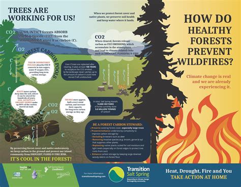 Infographic on how to prevent forest fires