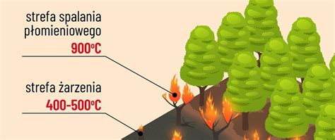Infografika: Cykl pożarów i degradacji lasów tropikalnych