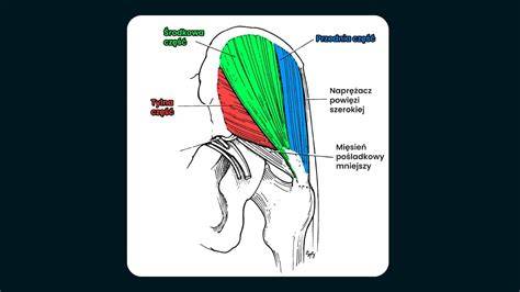 infografika prezentująca anatomiczne położenie mięśnia pośladkowego średniego