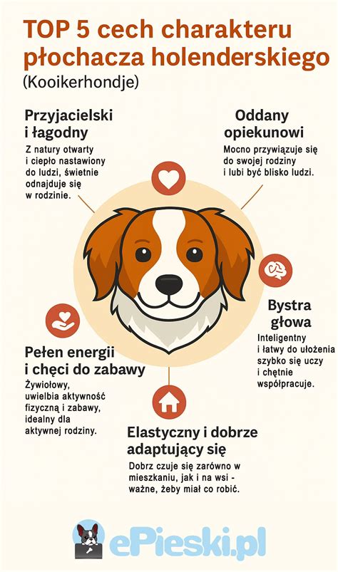 Infografika przedstawiająca rozwój kompetencji psów ratowniczych i statystyki akcji
