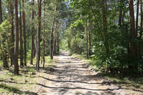 Zdjęcie młodego, odrastającego lasu sosnowego w okolicach Kuźni Raciborskiej