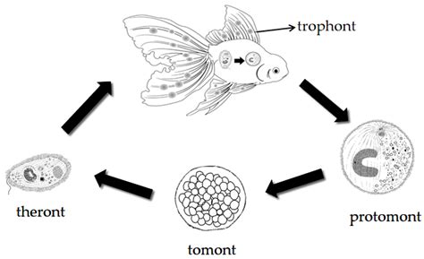 Schemat cyklu rozwojowego kulorzęska: trophont, tomont, theront