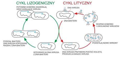 Schemat przedstawiający cykl życiowy wirusa VZV w organizmie człowieka