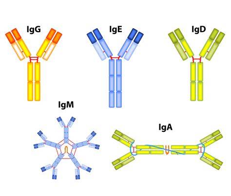Infografika porównująca znaczenie przeciwciał IgG oraz IgM w diagnostyce VZV