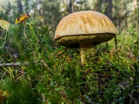 Grzyb ognia nad Białymstokiem widoczny z daleka