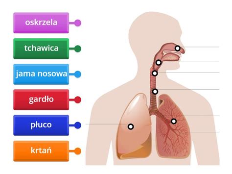 Infografika przedstawiająca przekrój aparatu oddechowego z opisami komponentów