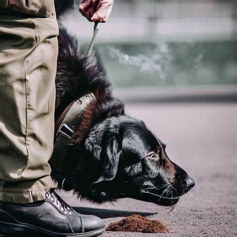 zdjęcie policyjnego psa tropiącego pracującego na miejscu zdarzenia