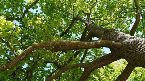 zdjęcie Dębu Bartka z jego charakterystyczną, rozłożystą koroną