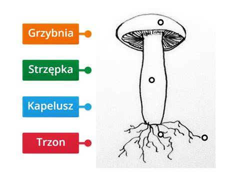 Grafika przedstawiająca strukturę zarodników grzyba inspirowana opisami z książki