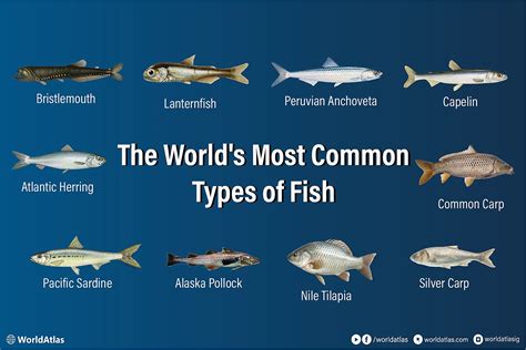 Table summarizing common fish species with their minimum dimensions and protected periods